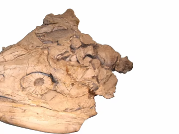 Light beige paleontological skull fossil texture (ID:ffaeh992779)