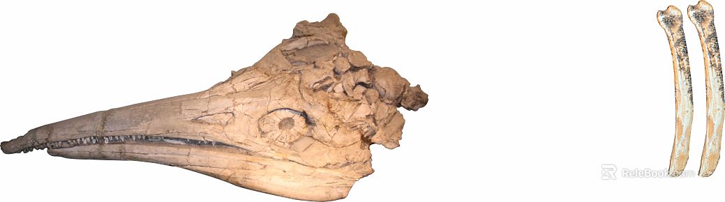 Light beige paleontological skull fossil texture