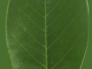 leaves texture (ID:ffaeg76340)