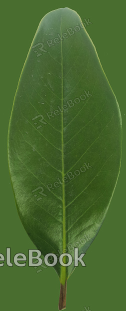 leaves texture