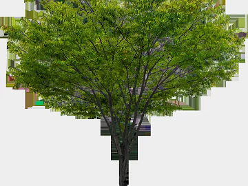 Tree texture (ID:ffajg36425)