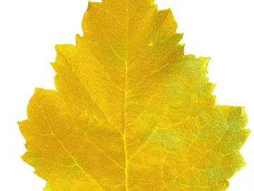 leaves texture (ID:ffabf9691)