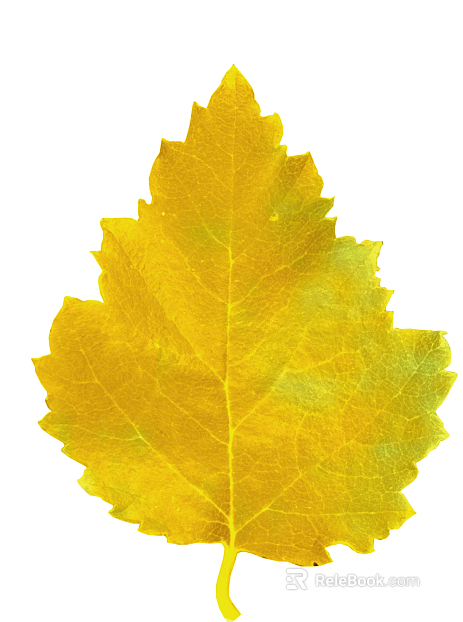 leaves texture