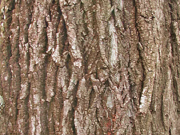 bark texture (ID:ffacg71412)