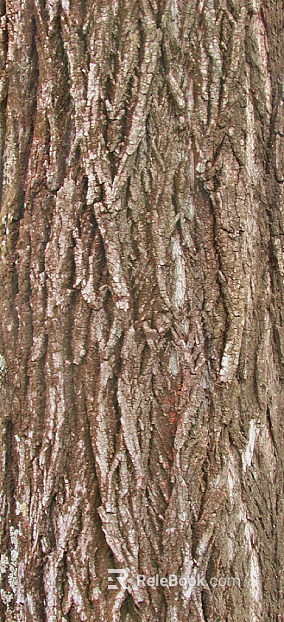 bark texture