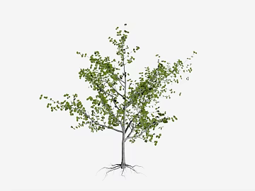 Tree texture (ID:ffajg29520)