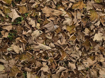 fallen leaves 3d model