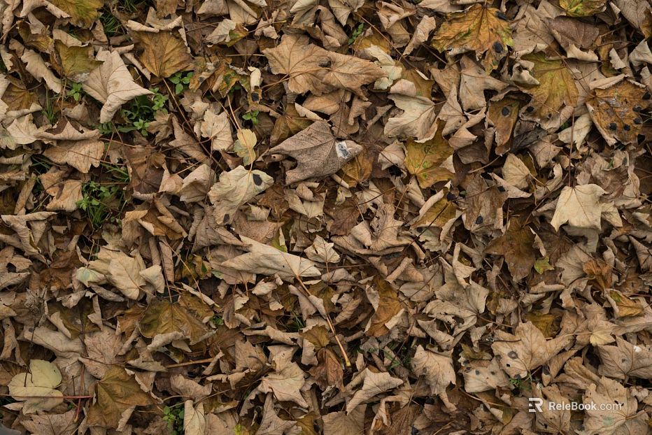 fallen leaves texture