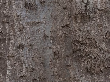 bark texture (ID:ffagh418386)