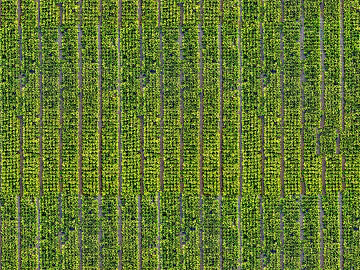 Turf texture (ID:ffagg30493)
