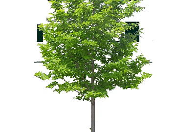 Plants texture (ID:ffacf4062)