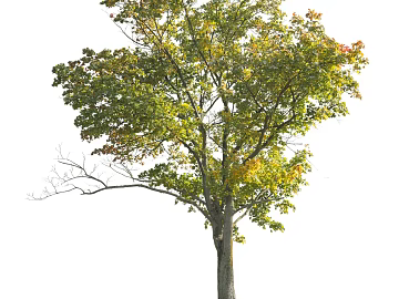 Tree Autumn Tree Big Tree Commercial Tree Roadside Tree Community Greening texture (ID:ffach334443)