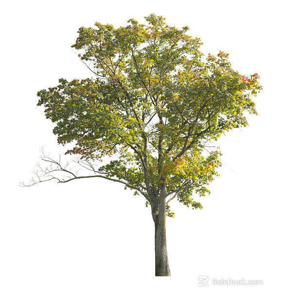 Tree Autumn Tree Big Tree Commercial Tree Roadside Tree Community Greening texture
