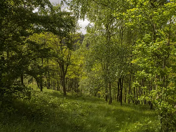 Forest 3d model