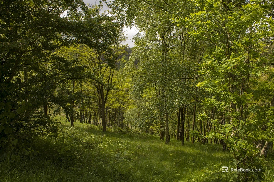 Forest texture