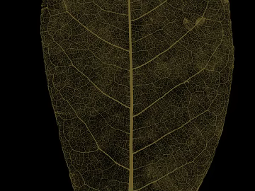 leaves texture (ID:ffacg62794)