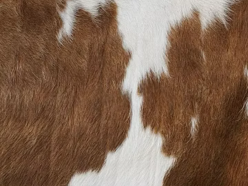 Animal Blanket texture (ID:ffach516078)