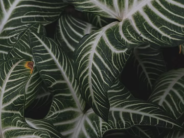 leaves texture (ID:ffagg90655)