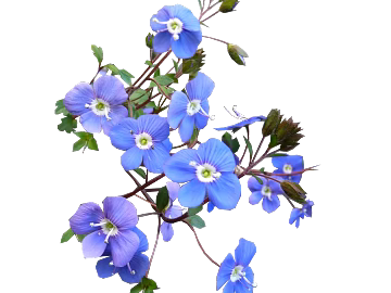 Flowers texture (ID:ffabg67325)