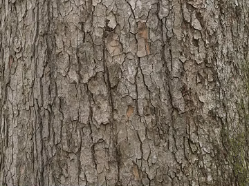 bark texture (ID:ffaeg39795)