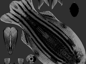 Black and White Striped Fish Skin Map texture (ID:ffaeh318974)