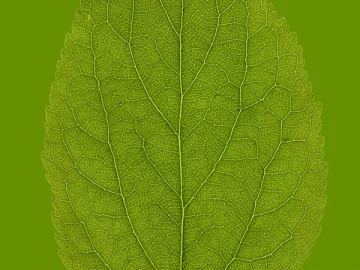 Green plant leaves decorative material texture (ID:ffaeh807089)