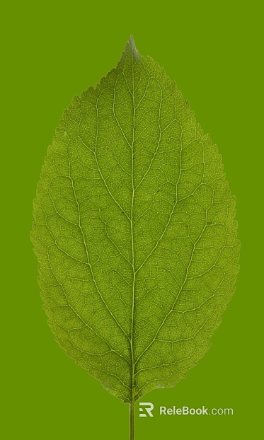 Green plant leaves decorative material texture