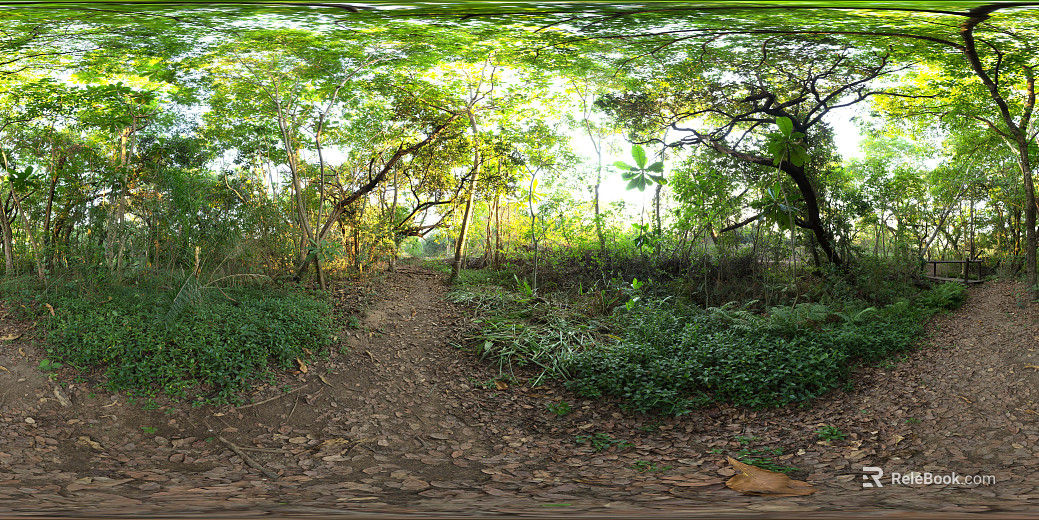 outdoor forest path landscape hdr texture