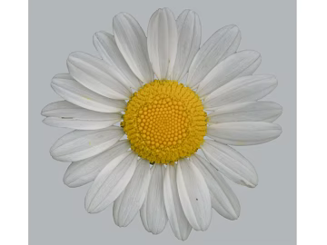 Flowers texture (ID:ffacg71849)