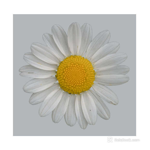 Flowers texture