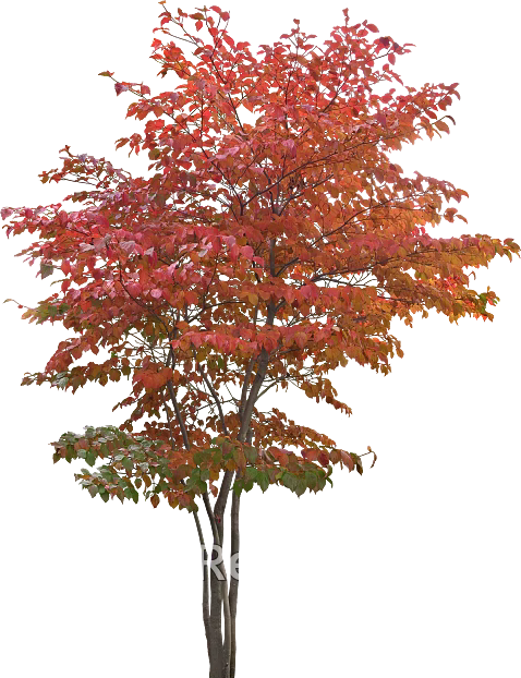 Tree texture