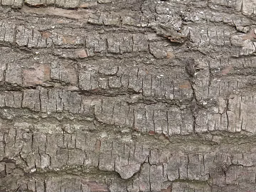 bark texture (ID:ffagg13477)