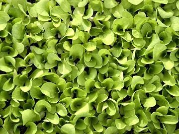 leaves texture (ID:ffaeg24002)