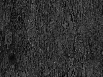 bark texture (ID:ffaag36968)