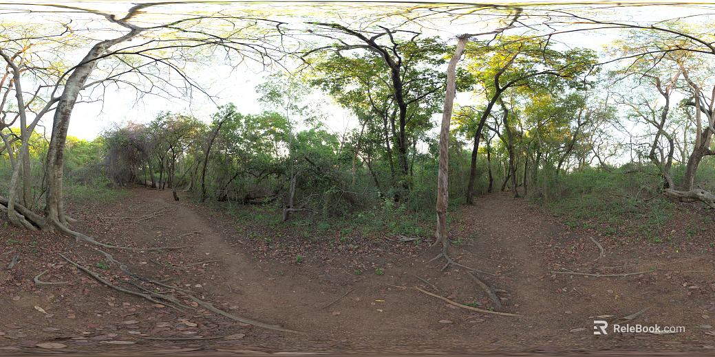 Outdoor Forest Daytime HDR texture