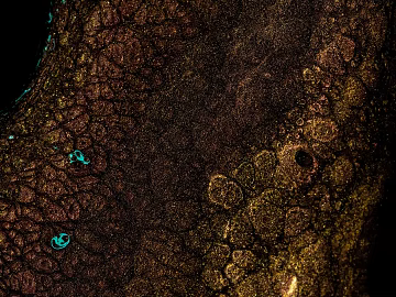 bark texture (ID:ffabg58102)