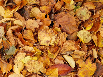 fallen leaves texture (ID:ffabg23860)