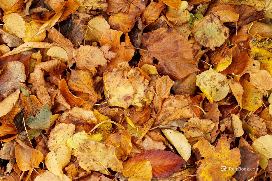 fallen leaves texture