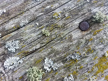 old wood texture (ID:ffaag80482)