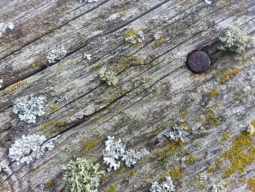 old wood texture