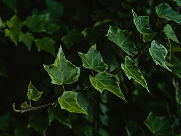 leaves texture (ID:ffagg81348)