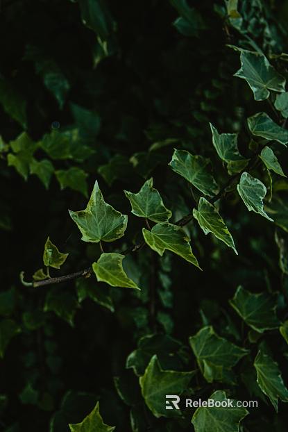 leaves texture