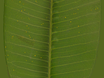 leaves texture (ID:ffaeg14938)