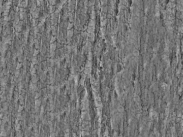 bark texture (ID:ffajg63347)