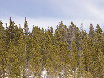 Forest texture (ID:ffach254883)