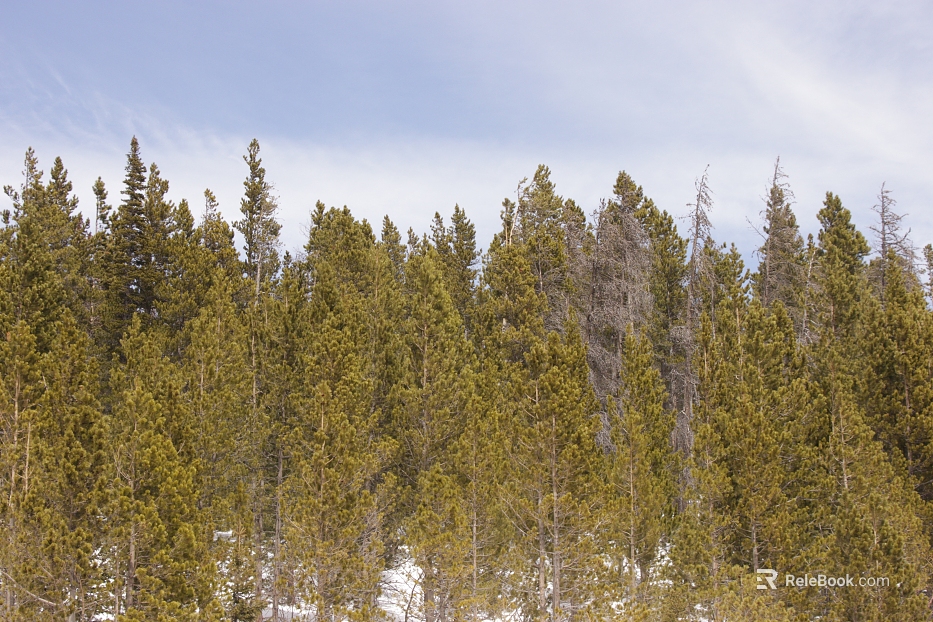 Forest texture