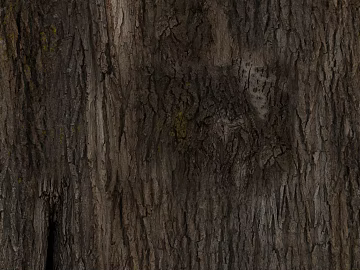 bark texture (ID:ffhae105)