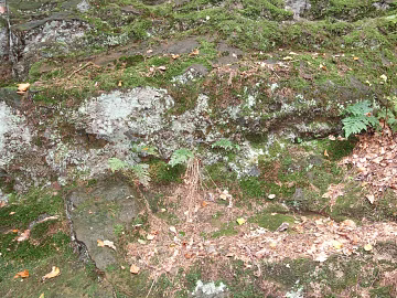 moss texture (ID:ffaeg18993)