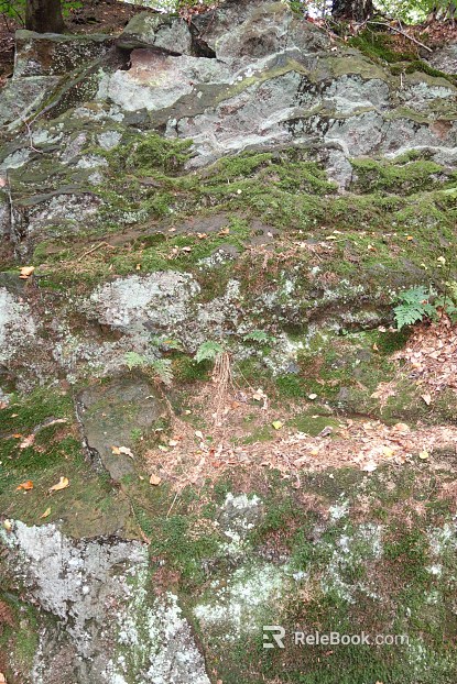 moss texture