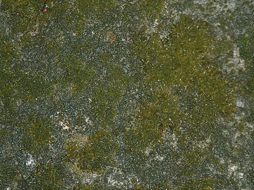 moss texture (ID:ffaeg69134)